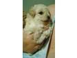 tiny toy poodle puppy
