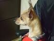 Meet Ti Amo,  3 years old Chihuahua,  Short Coat