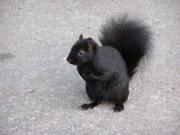 spanish squarriel
