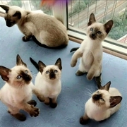 Siamese kittens for sale