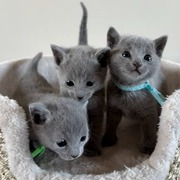 Cute and Russian Blue kittens for sale