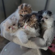 Persian kittens for sale