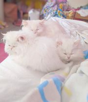 Doll Face Persian kittens for sale